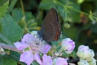Satyrium ilicis