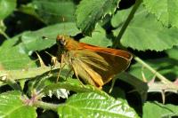 Ochlodes sylvanus