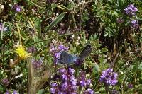Plebejus argus