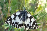 Melanargia galathea