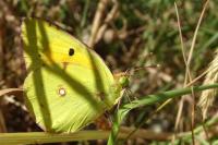 Colias crocea