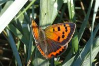 Lycaena phlaeas