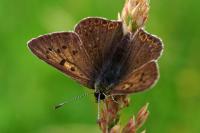 Lycaena tityrus
