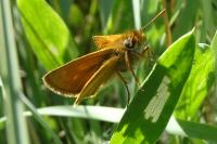 Thymelicus acteon