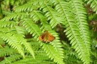 Ochlodes sylvanus