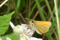 Thymelicus lineola