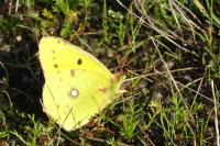 Colias crocea