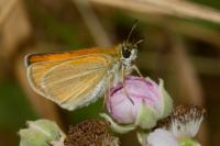 Thymelicus lineola