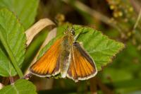 Thymelicus lineola