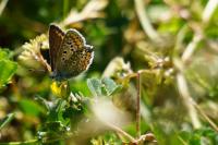 Polyommatus icarus