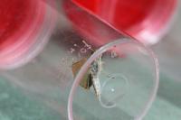 Thymelicus lineola