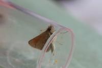 Thymelicus sylvestris
