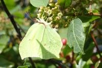Gonepteryx rhamni