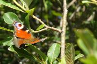 Aglais io