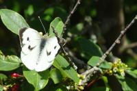 Pieris brassicae