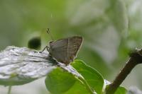 Quercusia quercus