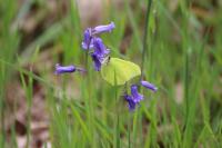 Gonepteryx rhamni