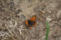 Lycaena phlaeas