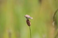 Lycaena tityrus