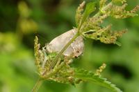 Quercusia quercus
