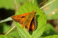 Ochlodes sylvanus