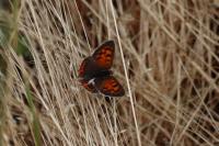 Lycaena phlaeas