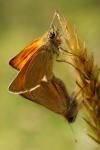 Thymelicus sylvestris