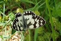 Melanargia galathea