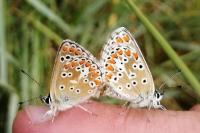 Aricia agestis