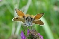 Thymelicus lineola