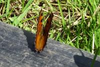 Nymphalis polychloros