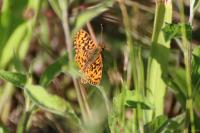 Boloria dia