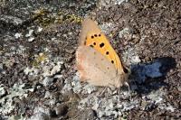 Lycaena phlaeas