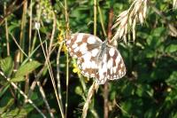Melanargia galathea