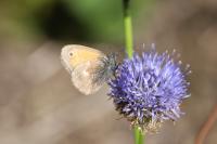 Coenonympha pamphilus