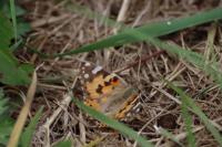 Vanessa cardui