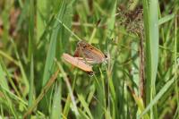 Lycaena phlaeas