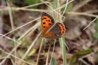 Lycaena phlaeas