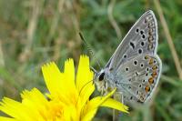Polyommatus icarus