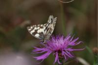 Melanargia galathea