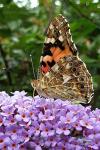 Vanessa cardui