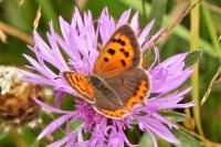 Lycaena phlaeas