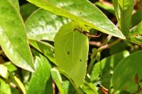 Gonepteryx rhamni