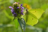 Gonepteryx rhamni