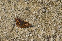 Apatura ilia