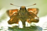 Ochlodes sylvanus