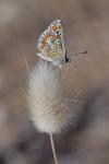 Aricia agestis