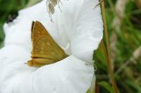 Ochlodes sylvanus