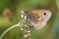 Coenonympha pamphilus