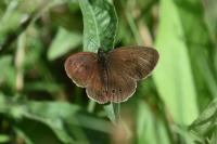 Aphantopus hyperantus